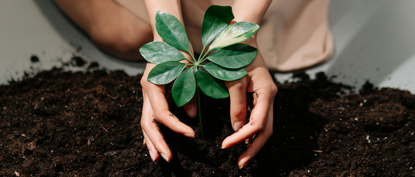 customisable maroon t-shirt made from bamboo organic material
